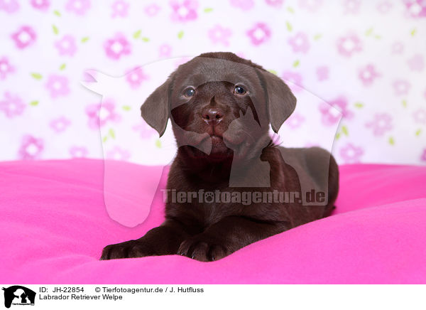Labrador Retriever Welpe / Labrador Retriever Puppy / JH-22854