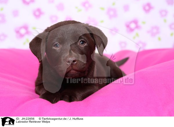 Labrador Retriever Welpe / Labrador Retriever Puppy / JH-22856
