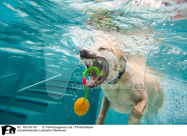 schwimmender Labrador Retriever / BS-06181