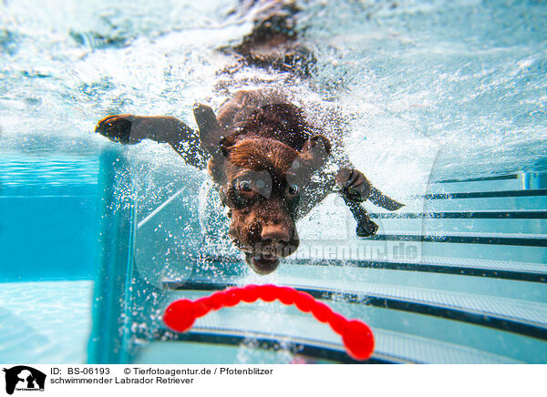 schwimmender Labrador Retriever / BS-06193
