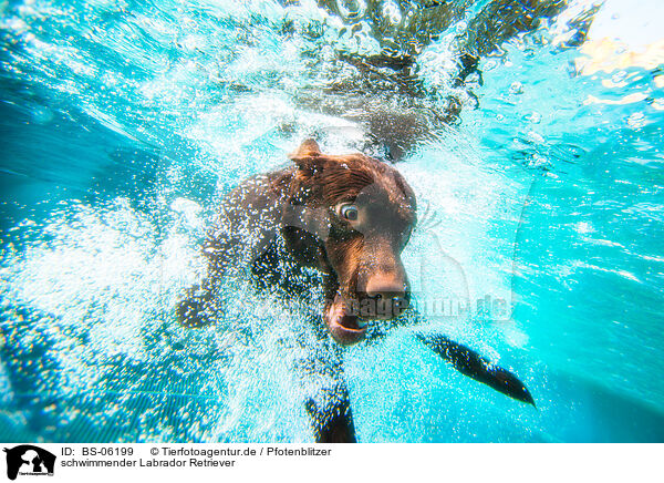 schwimmender Labrador Retriever / BS-06199