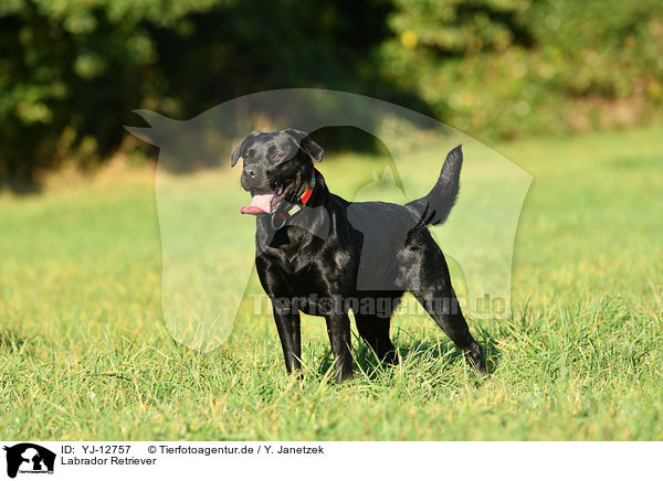 Labrador Retriever / Labrador Retriever / YJ-12757