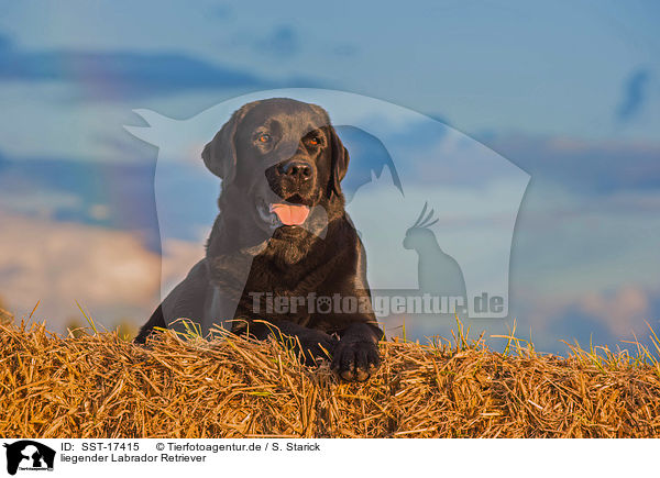 liegender Labrador Retriever / lying Labrador Retriever / SST-17415