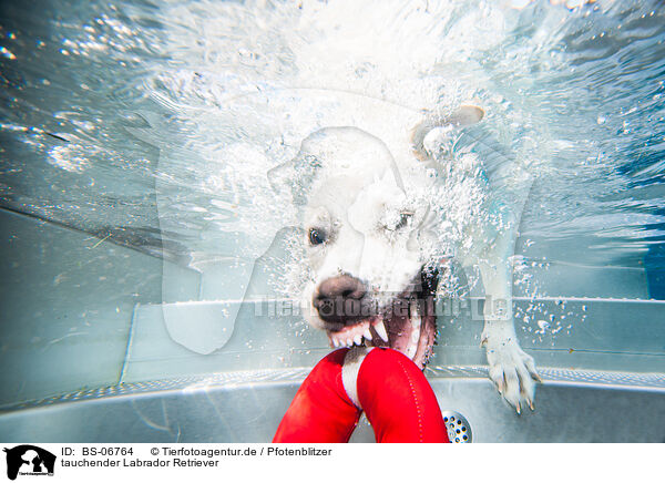 tauchender Labrador Retriever / diving Labrador Retriever / BS-06764