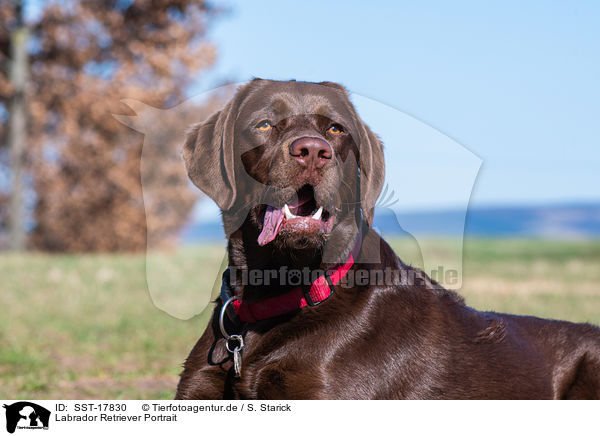 Labrador Retriever Portrait / Labrador Retriever Portrait / SST-17830