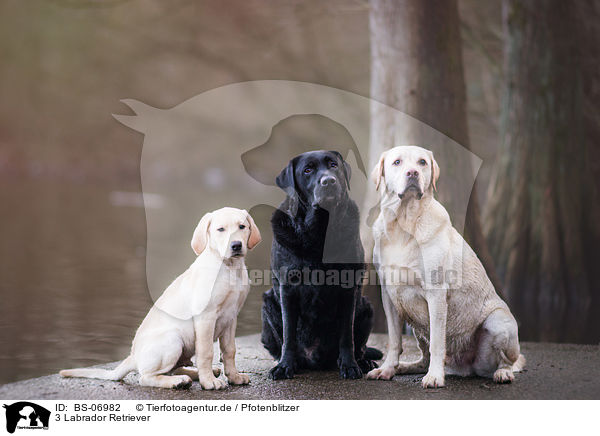 3 Labrador Retriever / 3  Labrador Retriever / BS-06982