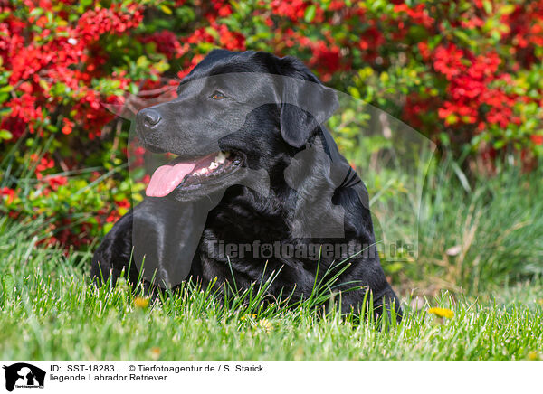 liegende Labrador Retriever / lying Labrador Retriever / SST-18283