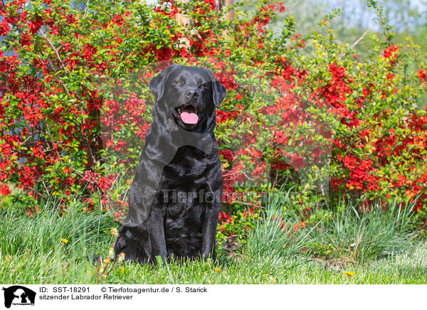 sitzender Labrador Retriever / sitting Labrador Retriever / SST-18291