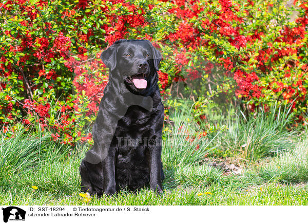 sitzender Labrador Retriever / sitting Labrador Retriever / SST-18294