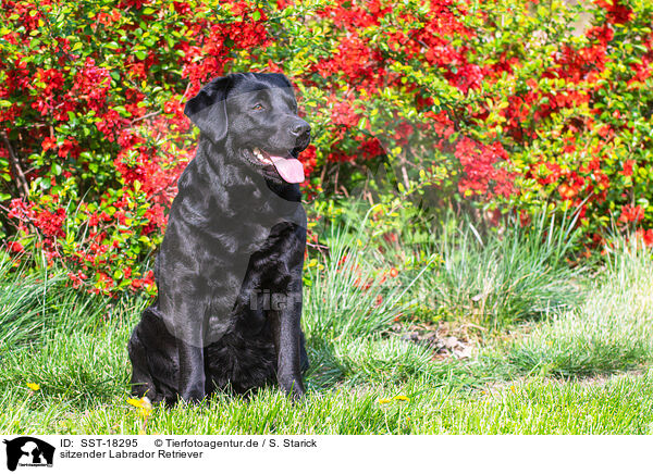 sitzender Labrador Retriever / sitting Labrador Retriever / SST-18295