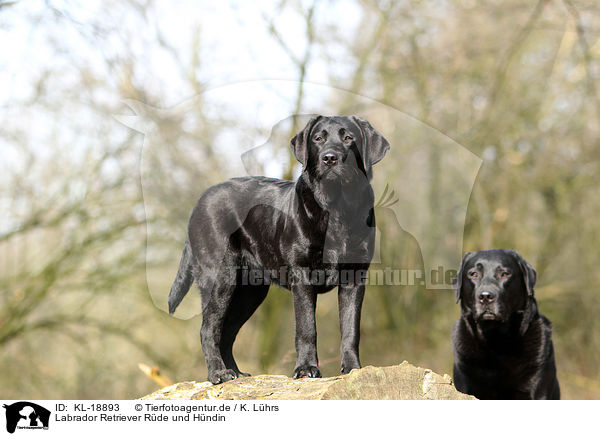 Labrador Retriever Rde und Hndin / male and female Labrador Retriever / KL-18893