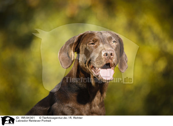 Labrador Retriever Portrait / Labrador Retriever Portrait / RR-94361