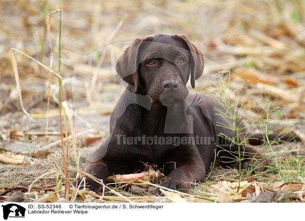 Labrador Retriever Welpe / Labrador Retriever Puppy / SS-52346