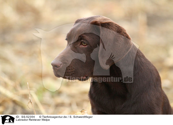 Labrador Retriever Welpe / Labrador Retriever Puppy / SS-52354