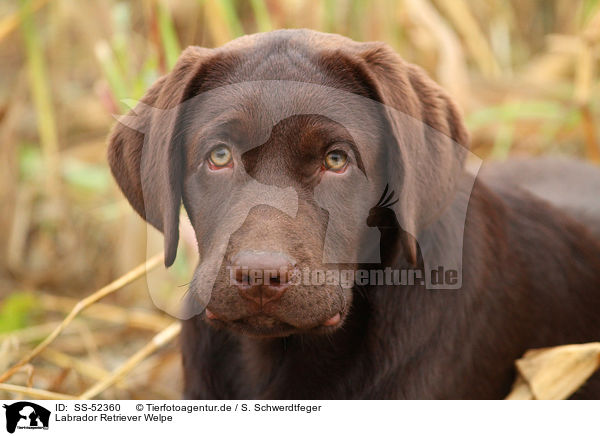 Labrador Retriever Welpe / Labrador Retriever Puppy / SS-52360