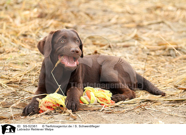 Labrador Retriever Welpe / Labrador Retriever Puppy / SS-52361