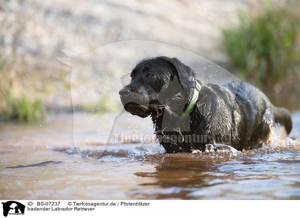badender Labrador Retriever / bathing Labrador Retriever / BS-07237