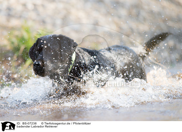 badender Labrador Retriever / bathing Labrador Retriever / BS-07238