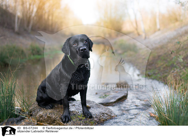 sitzender Labrador Retriever / sitting Labrador Retriever / BS-07244