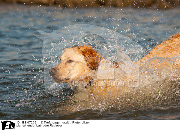 planschender Labrador Retriever / splashing Labrador Retriever / BS-07269