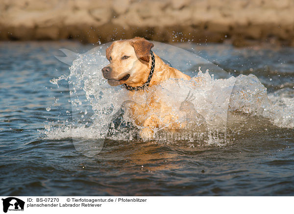 planschender Labrador Retriever / splashing Labrador Retriever / BS-07270
