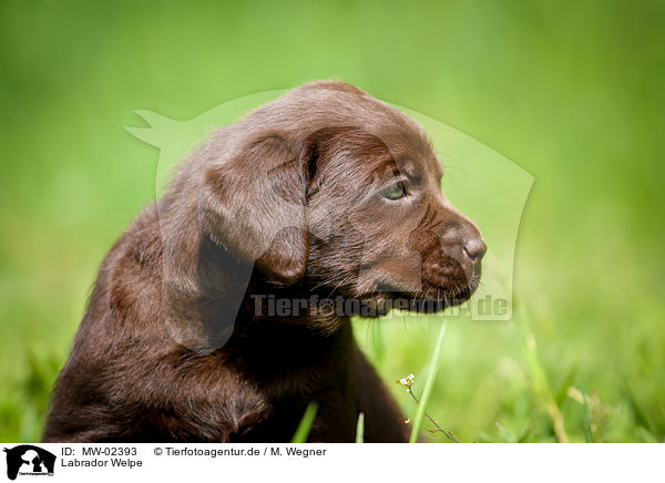 Labrador Welpe / Labrador Puppy / MW-02393