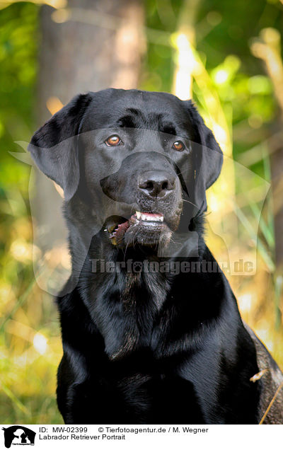 Labrador Retriever Portrait / Labrador Retriever Portrait / MW-02399