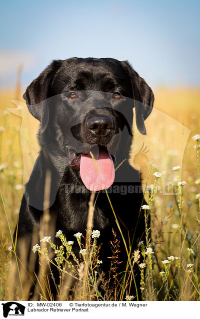 Labrador Retriever Portrait / Labrador Retriever Portrait / MW-02406