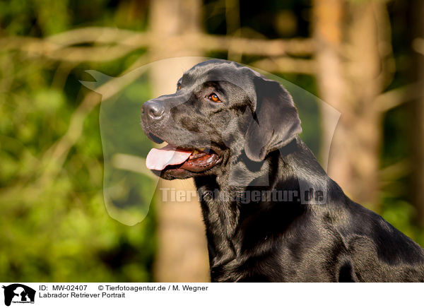 Labrador Retriever Portrait / Labrador Retriever Portrait / MW-02407