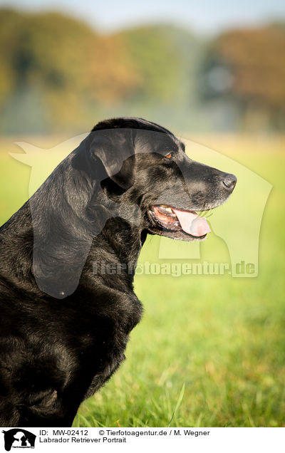 Labrador Retriever Portrait / Labrador Retriever Portrait / MW-02412