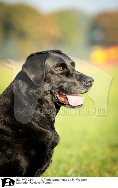 Labrador Retriever Portrait / Labrador Retriever Portrait / MW-02414