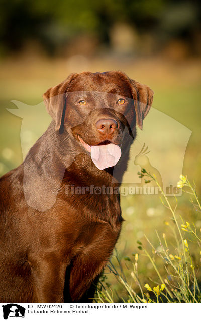 Labrador Retriever Portrait / Labrador Retriever Portrait / MW-02426