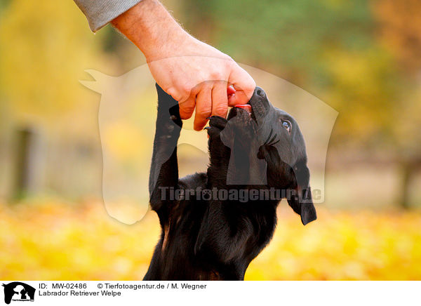 Labrador Retriever Welpe / Labrador Retriever Puppy / MW-02486