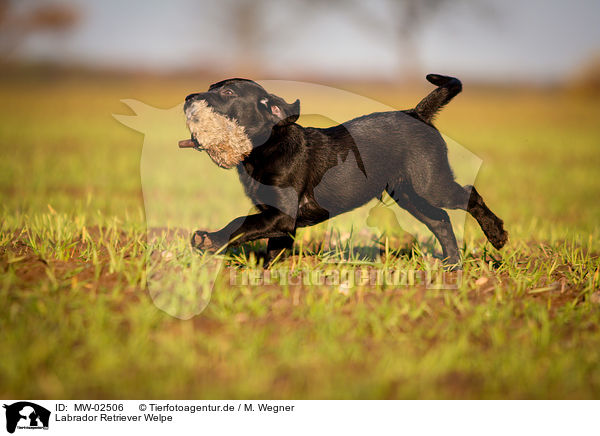 Labrador Retriever Welpe / Labrador Retriever Puppy / MW-02506