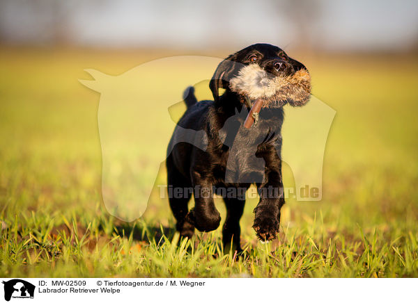 Labrador Retriever Welpe / Labrador Retriever Puppy / MW-02509