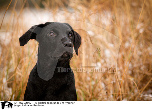 junger Labrador Retriever / young Labrador Retriever / MW-02562