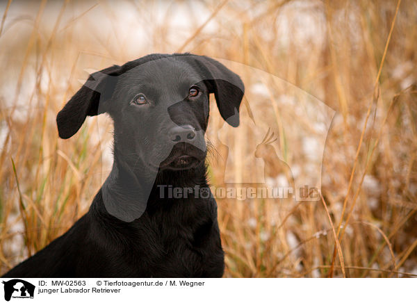 junger Labrador Retriever / young Labrador Retriever / MW-02563