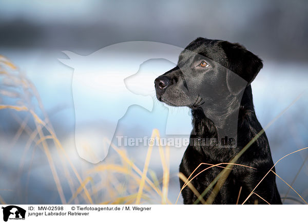 junger Labrador Retriever / young Labrador Retriever / MW-02598