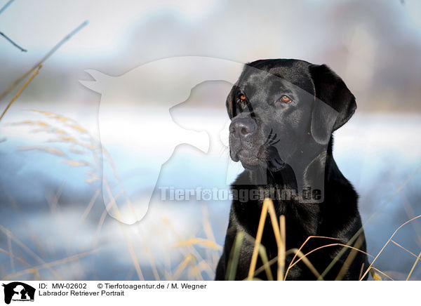 Labrador Retriever Portrait / Labrador Retriever Portrait / MW-02602