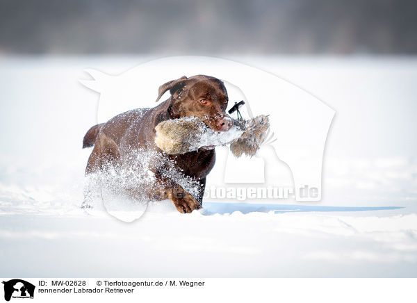 rennender Labrador Retriever / running Labrador Retriever / MW-02628