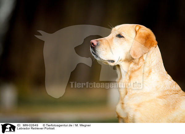 Labrador Retriever Portrait / Labrador Retriever Portrait / MW-02649