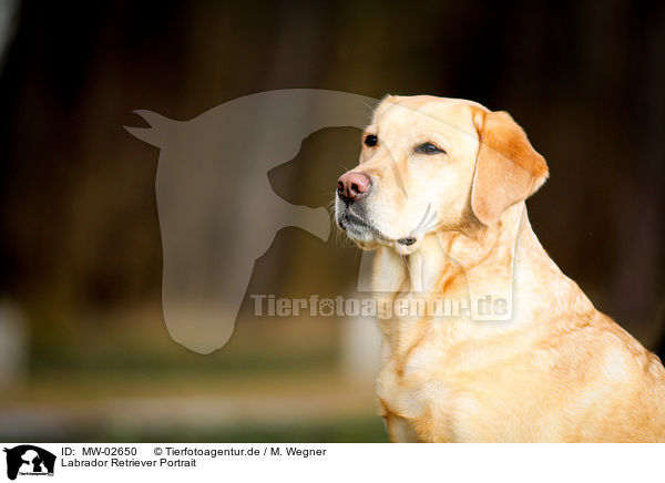 Labrador Retriever Portrait / Labrador Retriever Portrait / MW-02650