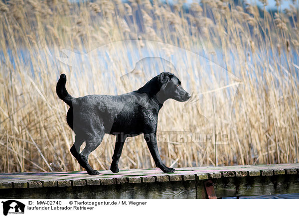 laufender Labrador Retriever / trotting Labrador Retriever / MW-02740
