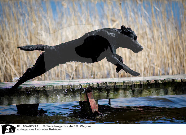 springender Labrador Retriever / jumping Labrador Retriever / MW-02741