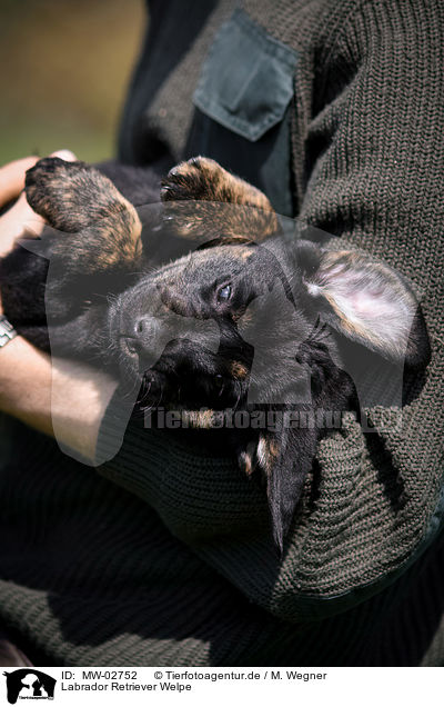 Labrador Retriever Welpe / Labrador Retriever Puppy / MW-02752