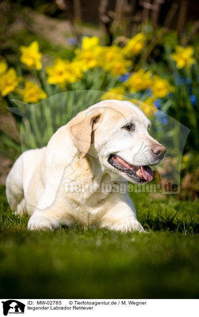 liegender Labrador Retriever / lying Labrador Retriever / MW-02765