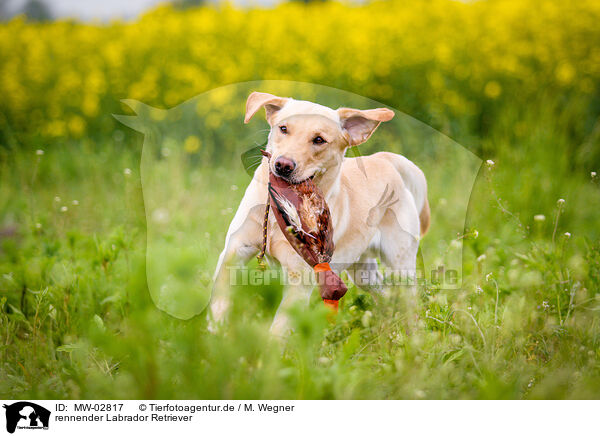 rennender Labrador Retriever / running Labrador Retriever / MW-02817