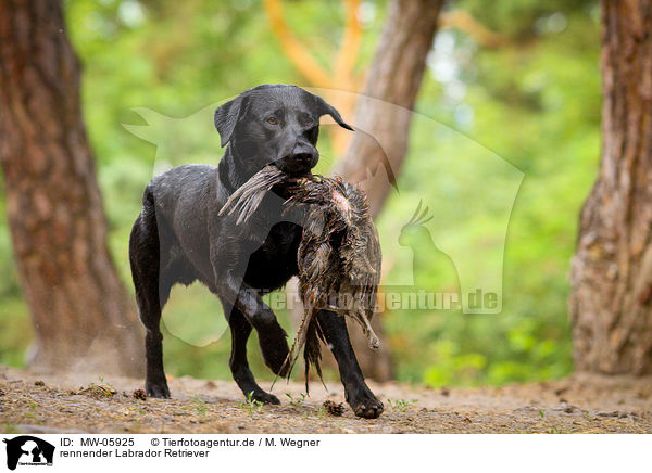 rennender Labrador Retriever / running Labrador Retriever / MW-05925