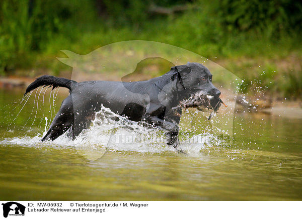 Labrador Retriever auf Entenjagd / Labrador Retriever at duck hunting / MW-05932