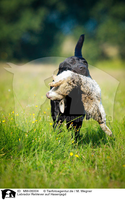 Labrador Retriever auf Hasenjagd / Labrador Retriever at hare hunting / MW-06004